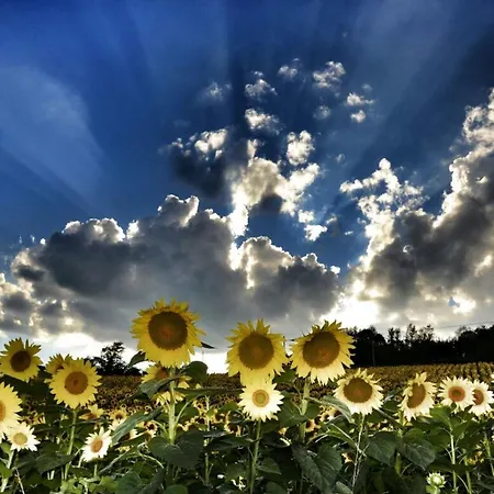 Il Mandorlo Fuer 8 Personen By Interhome * San Venanzo