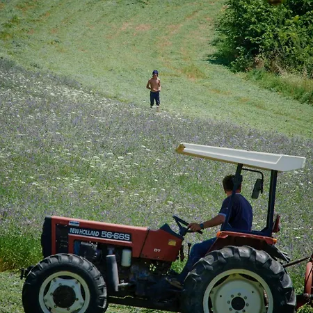 Il Mandorlo Fuer 8 Personen By Interhome San Venanzo