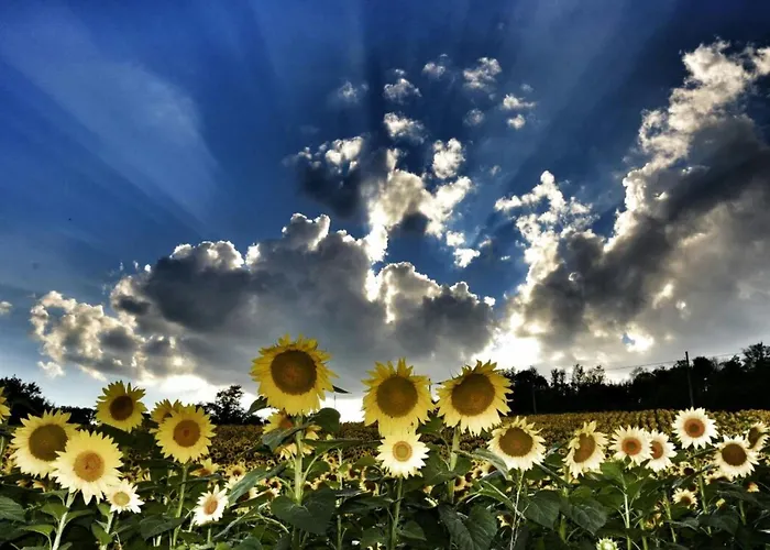 Il Mandorlo Fuer 8 Personen By Interhome * San Venanzo