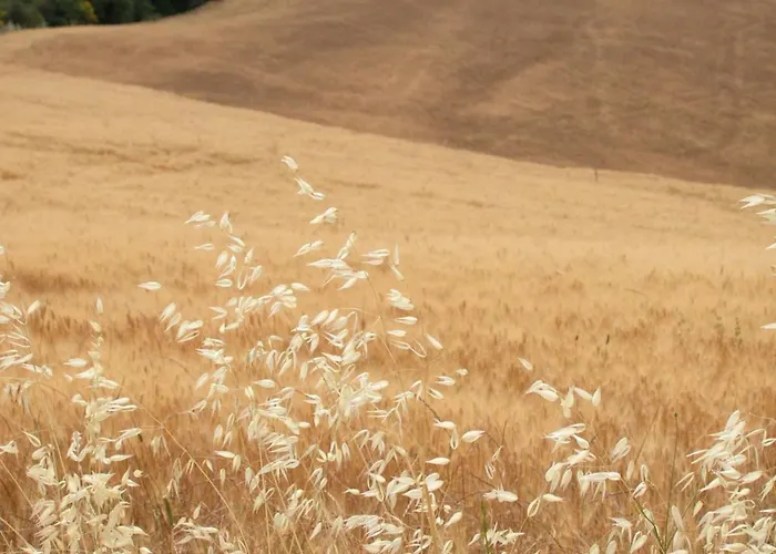 Il Mandorlo Fuer 8 Personen By Interhome *